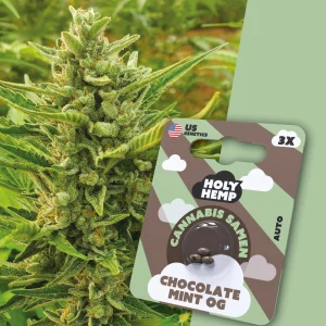 Chocolate Mint OG Cali Seeds (Autoflower) von Holy Hemp (3x)