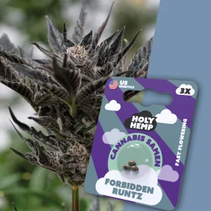 Forbidden Runtz Cali Seeds (Feminisiert) von Holy Hemp (3x)