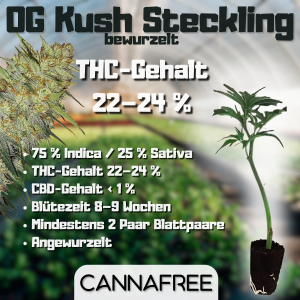 OG Kush Steckling (Bewurzelt)