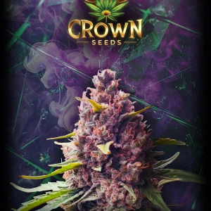 Purple Haze Seeds (Feminisiert) von Crownseeds (3x)