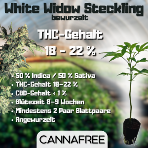 White Widow Steckling (Bewurzelt)