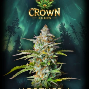 Northern Lights Seeds (Autoflower) von Crownseeds (3x)