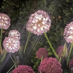 Solar Gartenstecker ALLIUM lila Höhe 70 cm